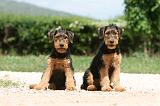 AIREDALE TERRIER 326